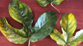 Timeline: Teoría Microbiana de la Enfermedad