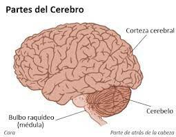 EL CEREBRO