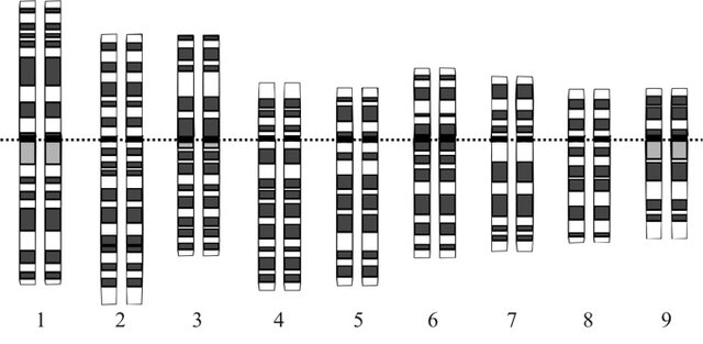Primer Borrador de la Secuencia del Genoma Humano,