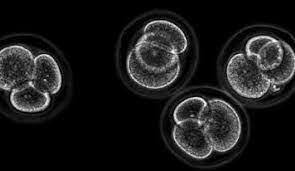 Reprogramación de Células