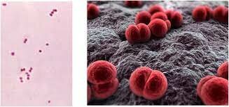 Vacuna de la meringitis