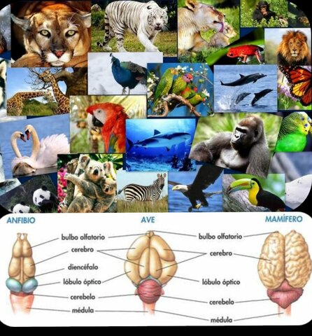 CEREBRO DIFERENCIADO