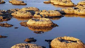 Stromatoliidide teke