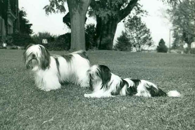 The Lhasa Apso Breed Breaks from the Tibetan Breed Association