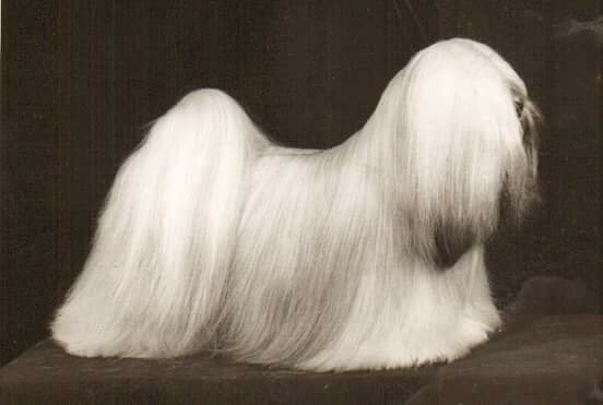 First Lhasa Best In Show