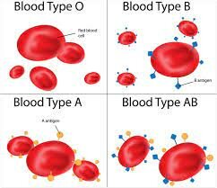 Karl Landsteiner discovered three blood types: A, B, O