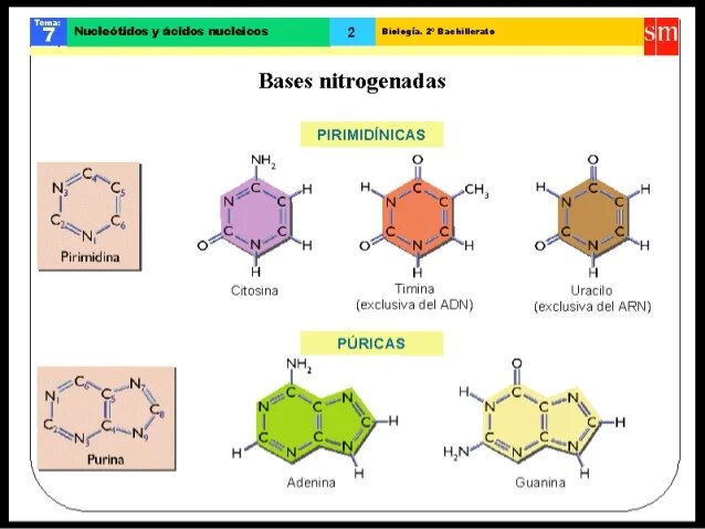 Albrecht Kossel y las bases nitrogenadas