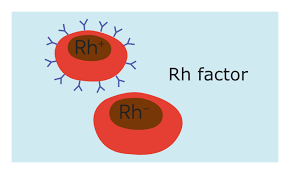 Karl Landsteiner discovered the Rh protein