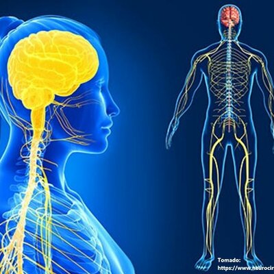 Timeline: ¿De dónde viene y para dónde va el cerebro?