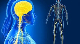 Timeline: ¿De dónde viene y para dónde va el cerebro?