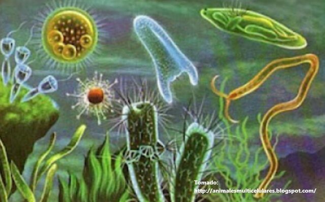 Las Primeras Neuronas