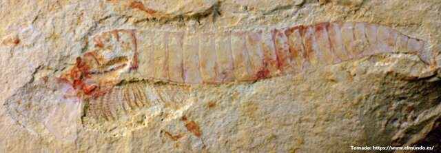 El Primer Sistema Nervioso