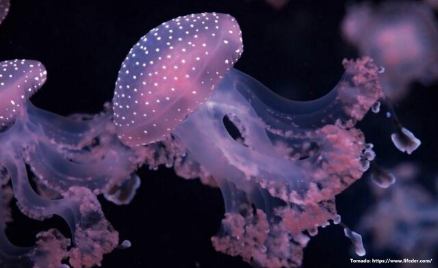 La Primera Agrupación Neuronal