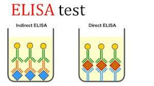 Development of ELISA test to screen for diseases such as HIV