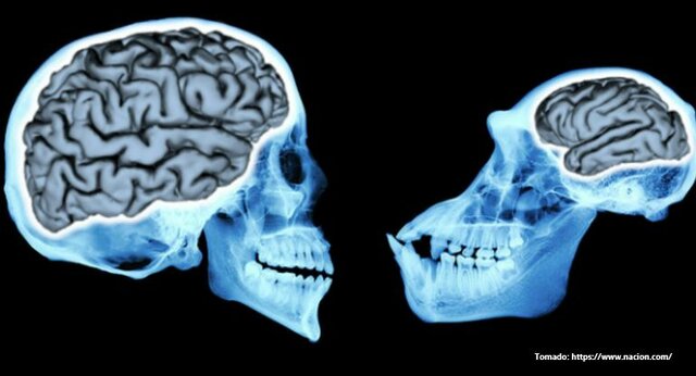 Caracteristicas del Cerebro Homínidos