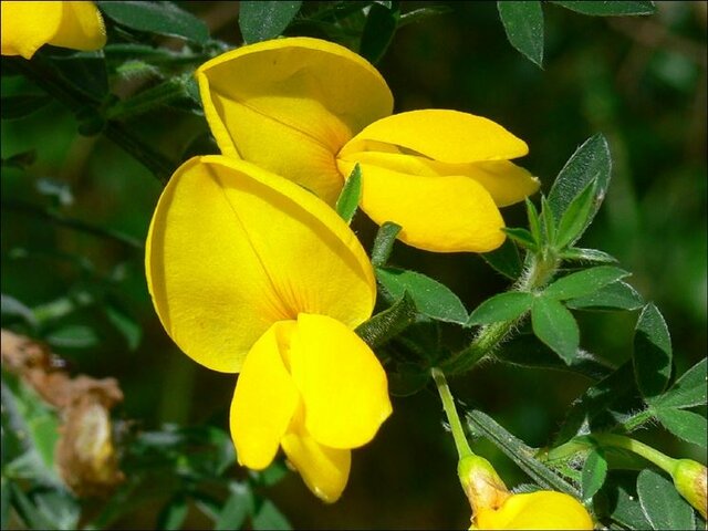 La ginestra o il fiore del deserto - G.Leopardi