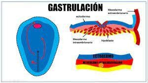 Gastrulación