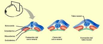 Procesos de inducción neural ( Tubo Neural)