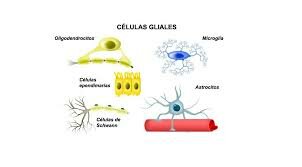 célula glial