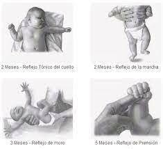 Evidencias del desarrollo de la función neural en etapa prenatal