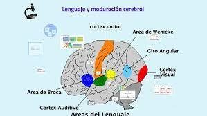Lenguaje y maduración cerebral