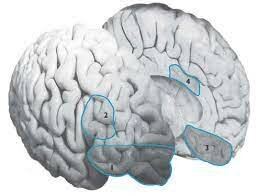 Funciones ejecutivas y maduración cerebral