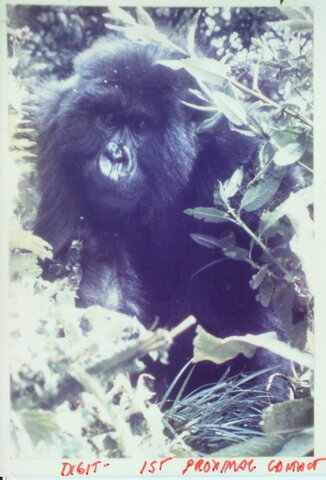 Digit the Gorilla is Killed by Poachers