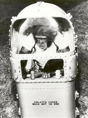 First Chimpanzee in Space