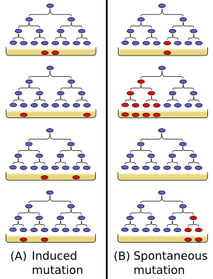 El experimento de Luria y Delbrück
