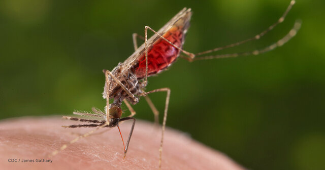 PLAGAS, PESTES, CONTAGIOS Y EPIDEMIAS.