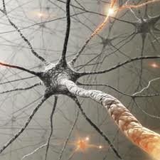 El surgimiento de la primera agrupación neuronal