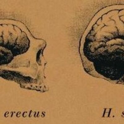 Timeline: ¿De dónde viene y para dónde va el cerebro?