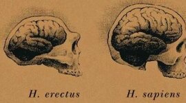 Timeline: ¿De dónde viene y para dónde va el cerebro?