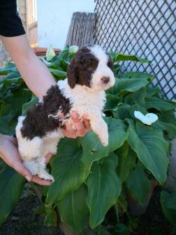 Adopció de la meva gossa