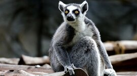 Timeline: TappeInformatica