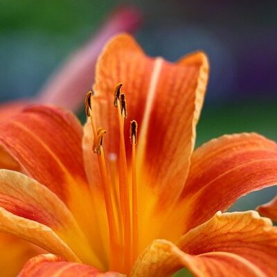 Timeline: TappeInformatica