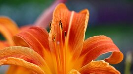 Timeline: TappeInformatica