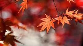 Timeline: Tappeinformatica