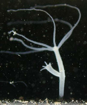 El surgimiento de las primeras neuronas