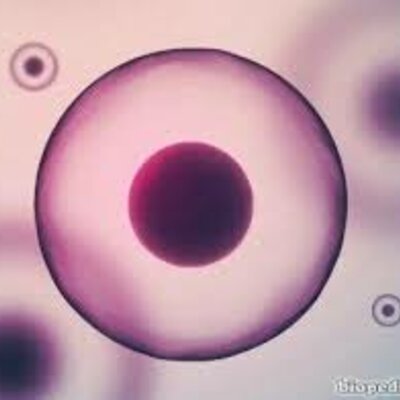 Timeline: Un pas per la història de la cèl·lula i la vida