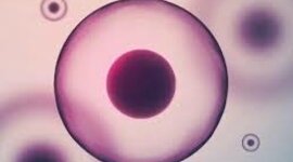 Timeline: Un pas per la història de la cèl·lula i la vida