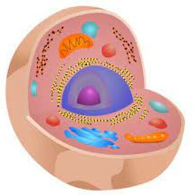 Timeline: Eix cronològic de la cèl·lula.