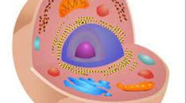 Timeline: Eix cronològic de la cèl·lula.