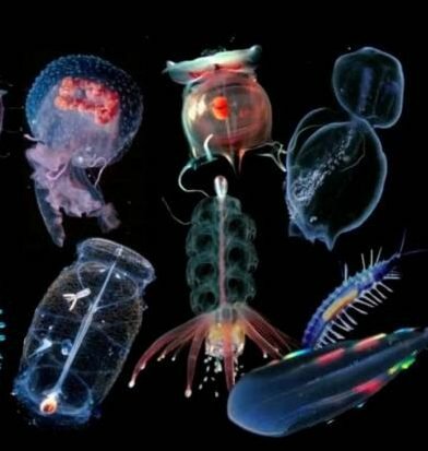 El surgimiento de la primera agrupación neuronal