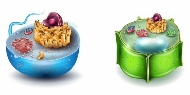 Descobriment de la cèl·lula animal i vegetal