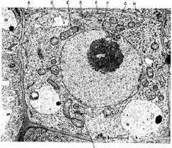 S’aconsegueix construir un microscopi de 200 augments i observar cèl·lules vives.