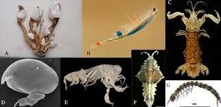 Aparición de  2 tipos de organismos nerviosos