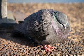 Pidgeons were used to transmit messages (1600 b.C.)