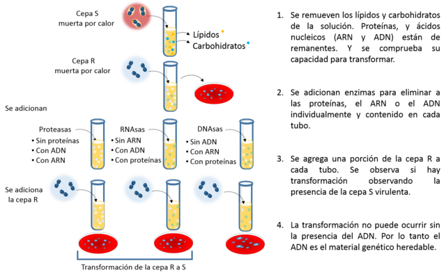 El experimento de Avery, MacLeod y McCarty