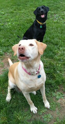 We got my second dog